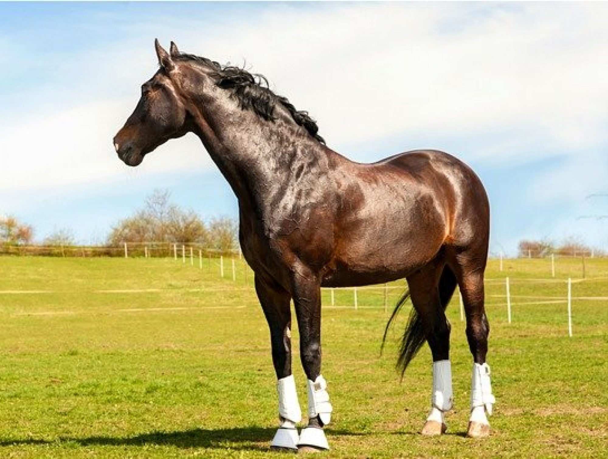 About Us LAB Equine About Us LAB Equine